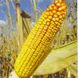 Насіння кукурудзи гібрид ГРАН 6 (ФАО 300), 2023, 3 фракція