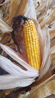 Семена кукурузы гибрид ОНИКС (ФАО 350)