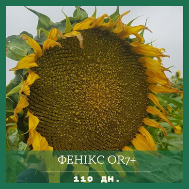 Семена подсолнечника Феникс ОR 7+(стойкий к гранстар 50г)